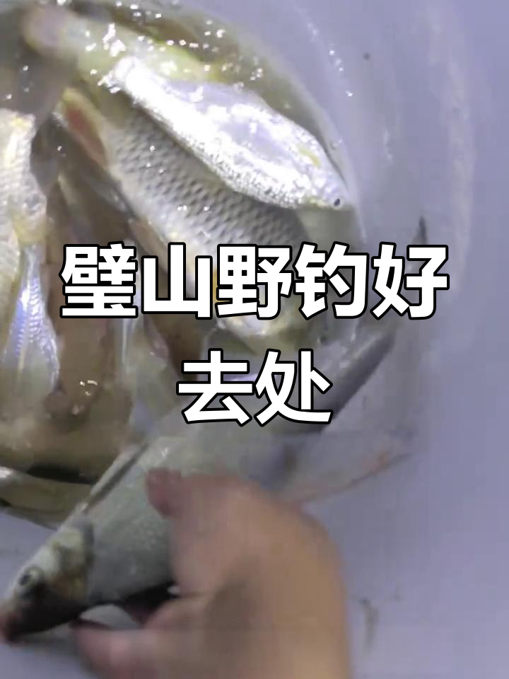 璧山免费钓鱼点推荐,鲫鱼鲤鱼丰富