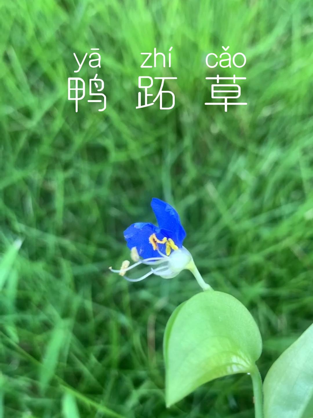 好看又实用的植物-鸭跖草