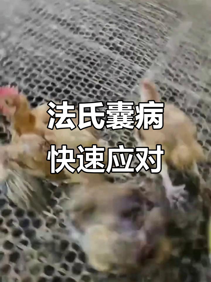 突然瘫鸡,法氏囊病确诊!及时治疗控制大群