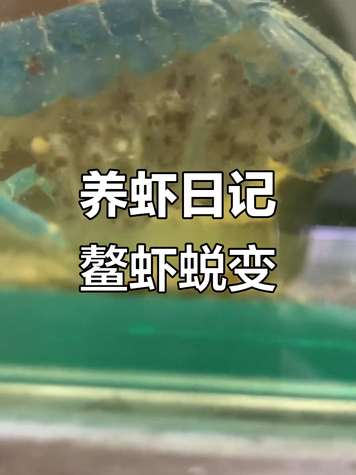 苏虾蜕壳与繁殖全纪录,如何分缸管理