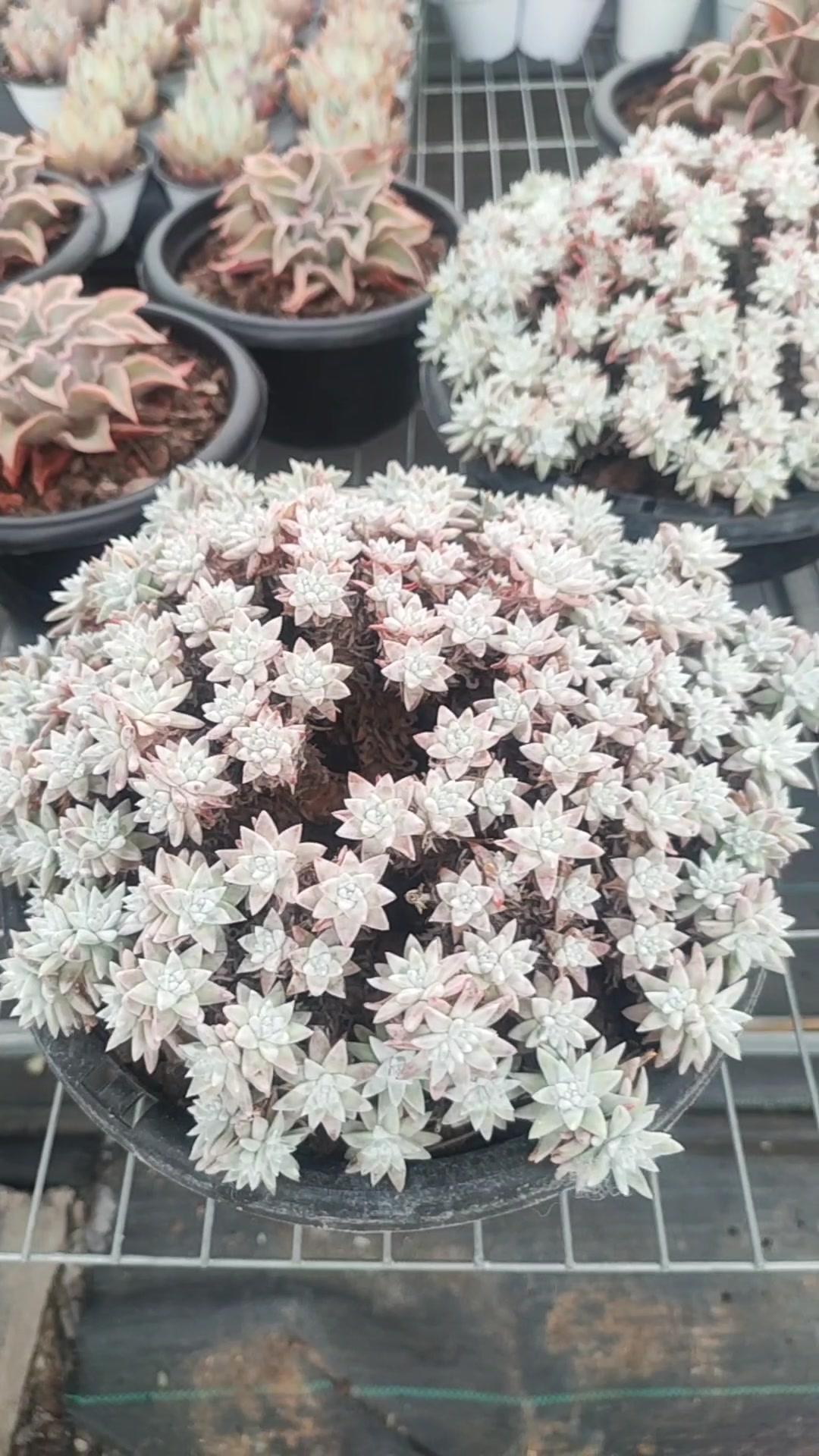 巨型白菊是真霸气啊!多肉 一花一草一世界 花卉绿植 多肉植物