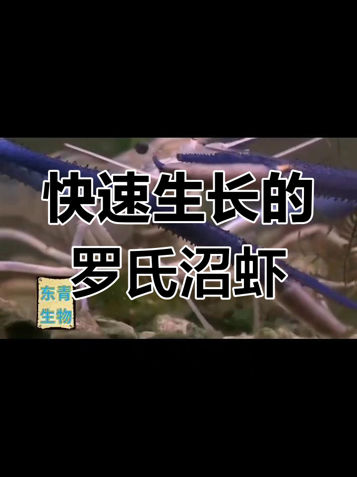 罗氏沼虾:东南亚特产,营养丰富