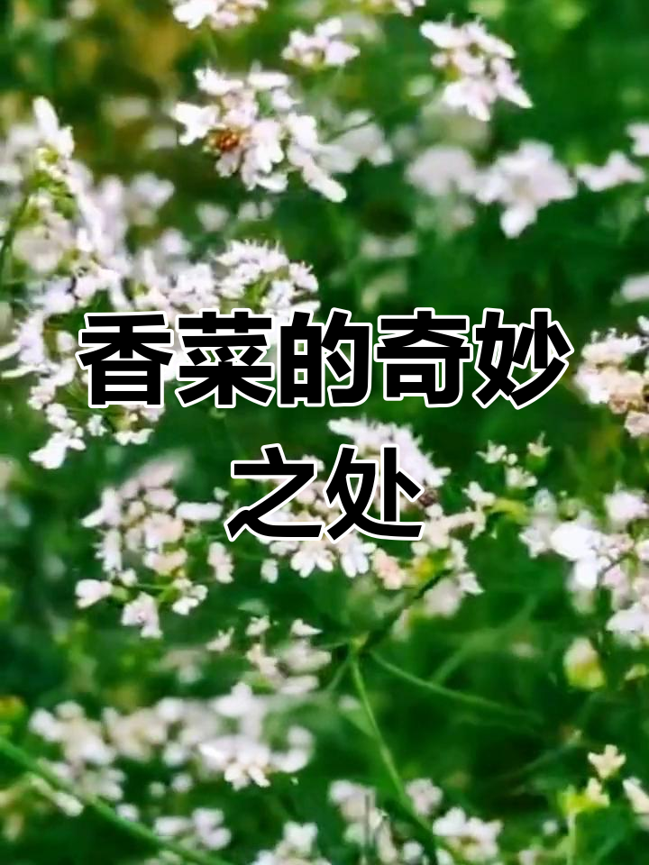 香菜竟然会开花,你见过吗?
