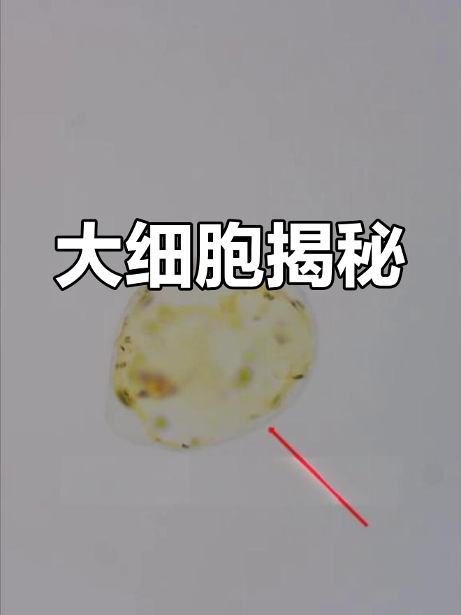 番茄果肉细胞放大2000倍,揭示大细胞的奥秘