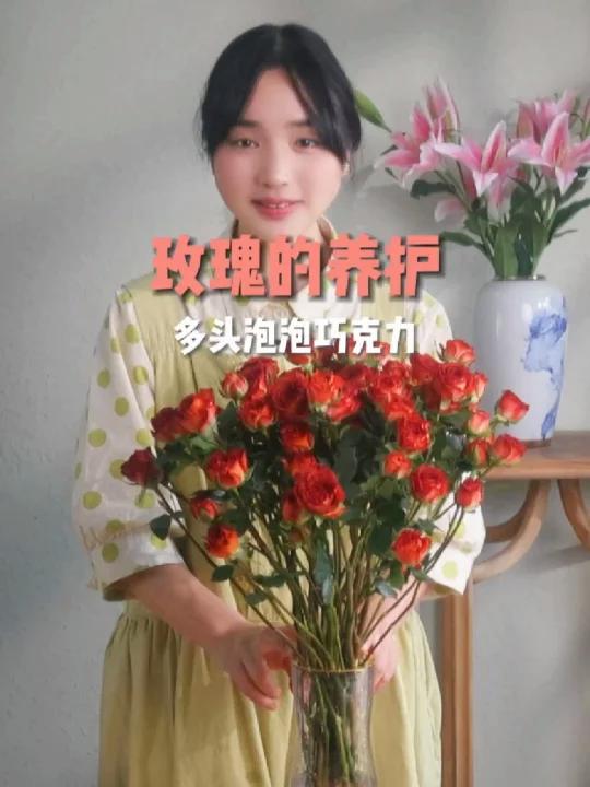 多头泡泡玫瑰,多头巧克力的养护方法技巧