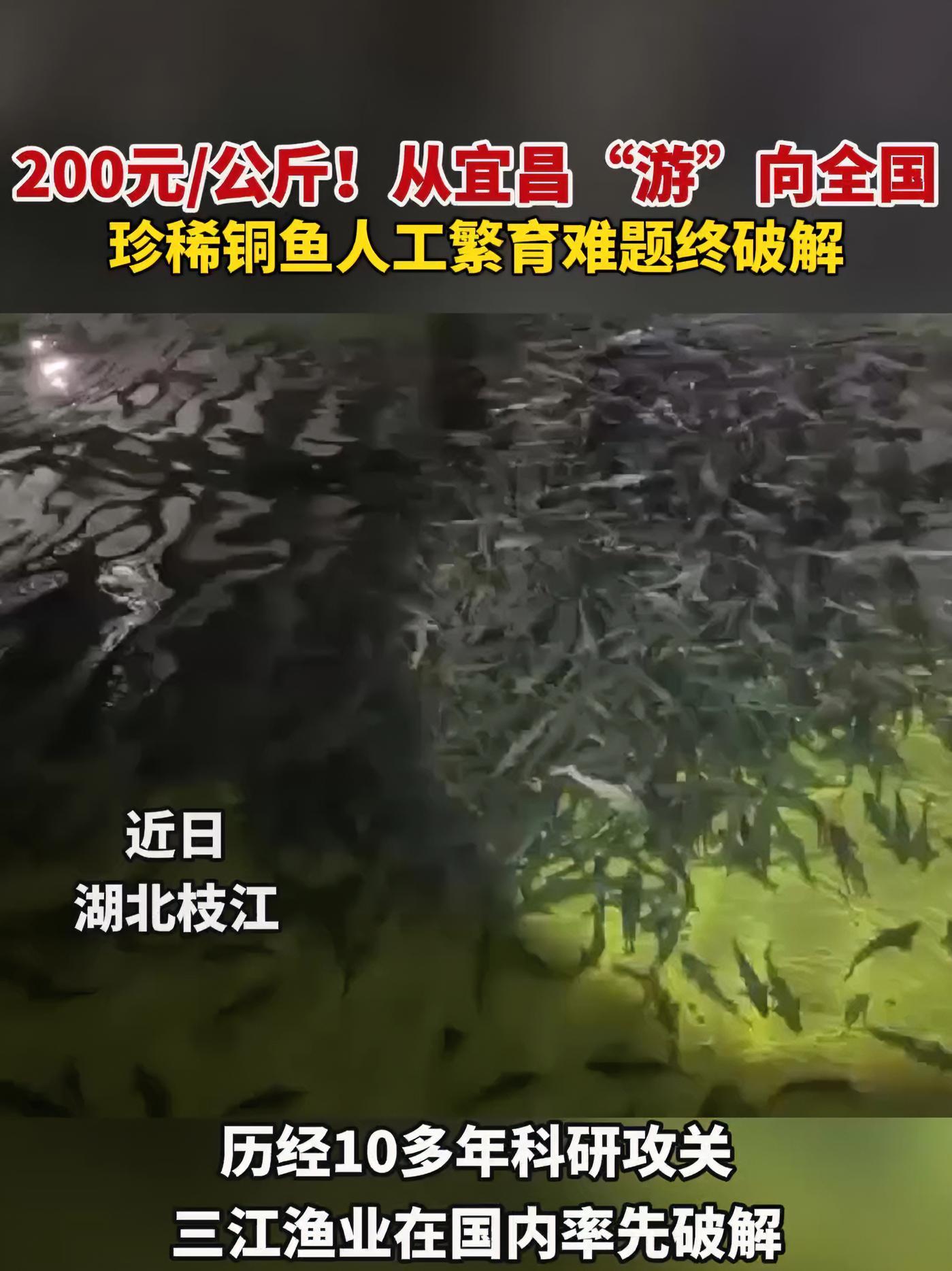 在枝江市董市镇的宜昌三江渔业有限公司养殖基地,一尾尾铜鱼正在欢快游弋。历经多年科研攻关,三