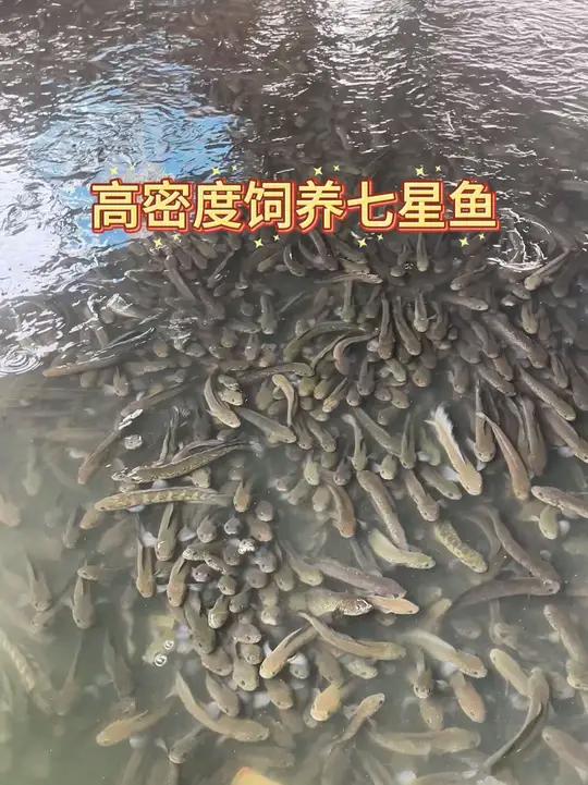 养了300天的七星鱼有多大?高密度养殖成功,就是价格有些崩盘 高密度七星鱼出货