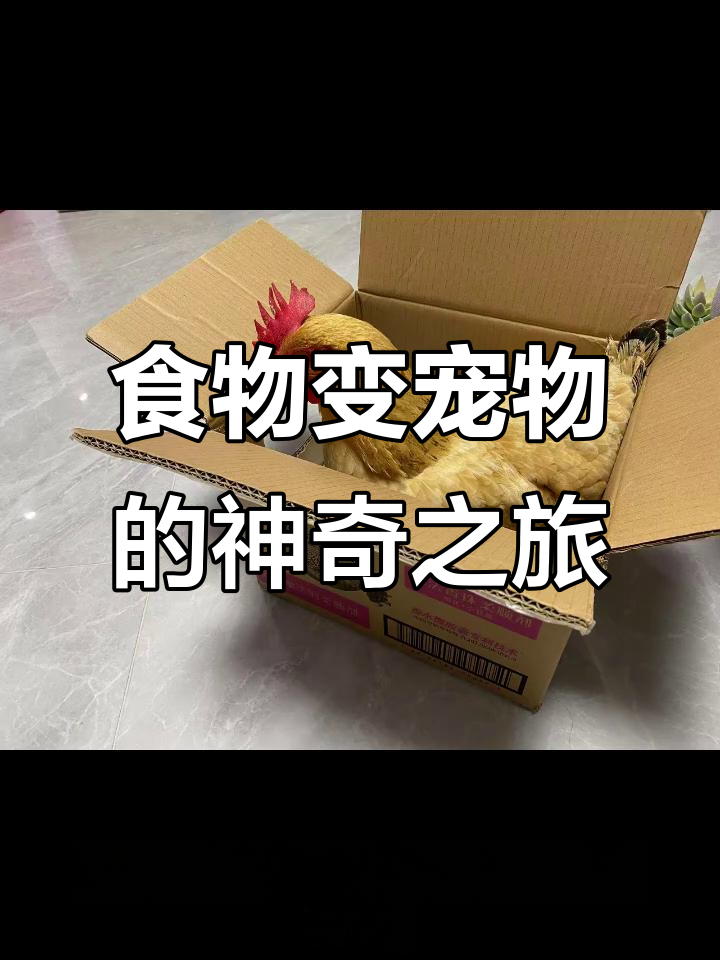 从食材到宠物,这只母鸡逆袭成“小飞鸡”