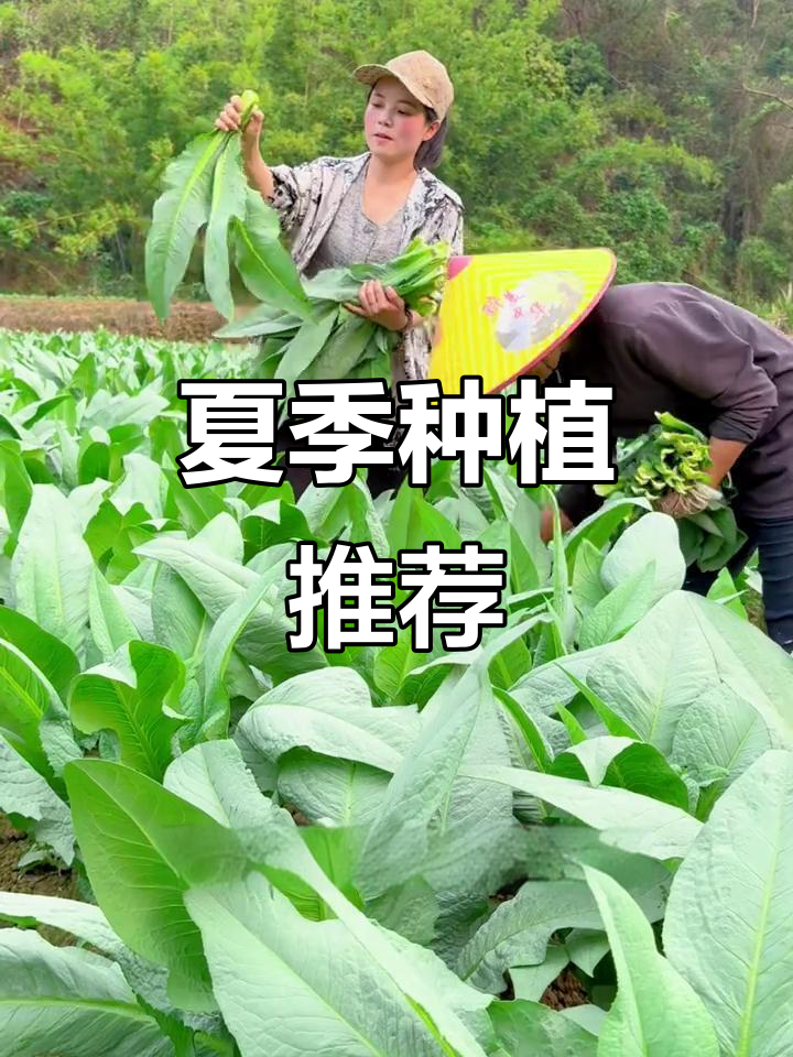 五月天气炎热,试试种高州甜麦菜,简单又美味!