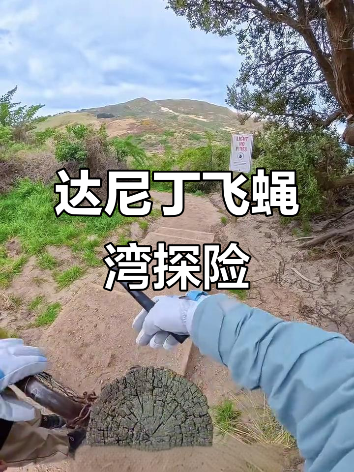 新西兰达尼丁飞蝇湾:毒鼠药与小企鹅的奇妙邂逅