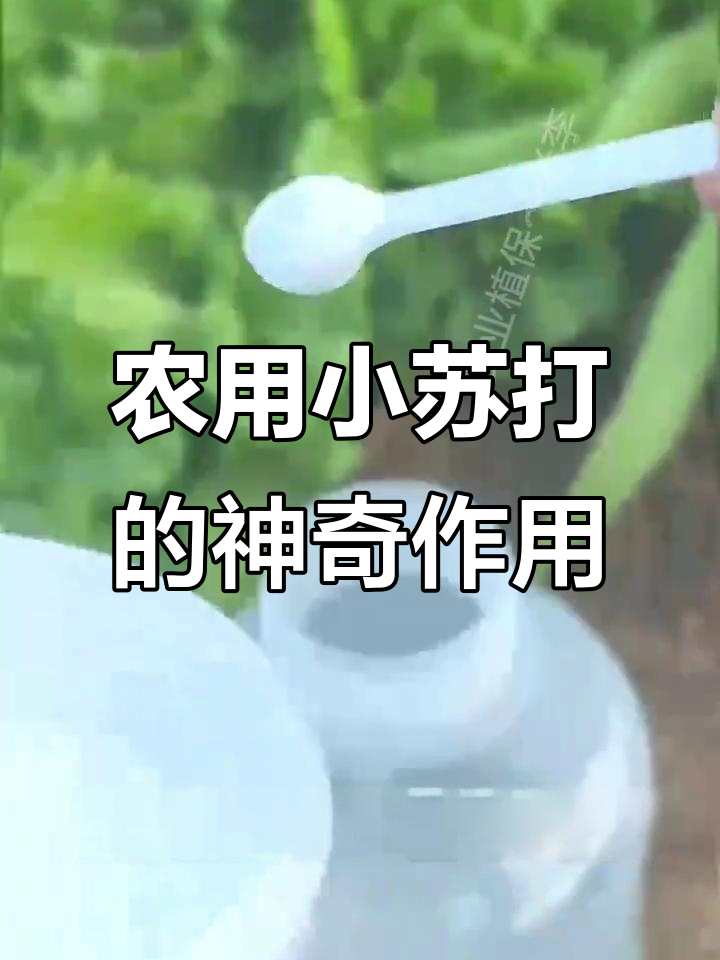 小苏打替代农药,蔬菜种植必备的天然杀菌剂与除虫法