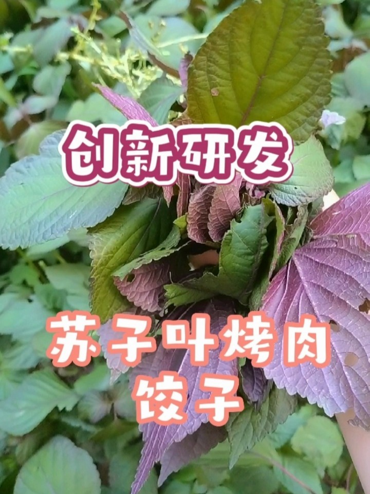 苏子叶烤肉馅饺子