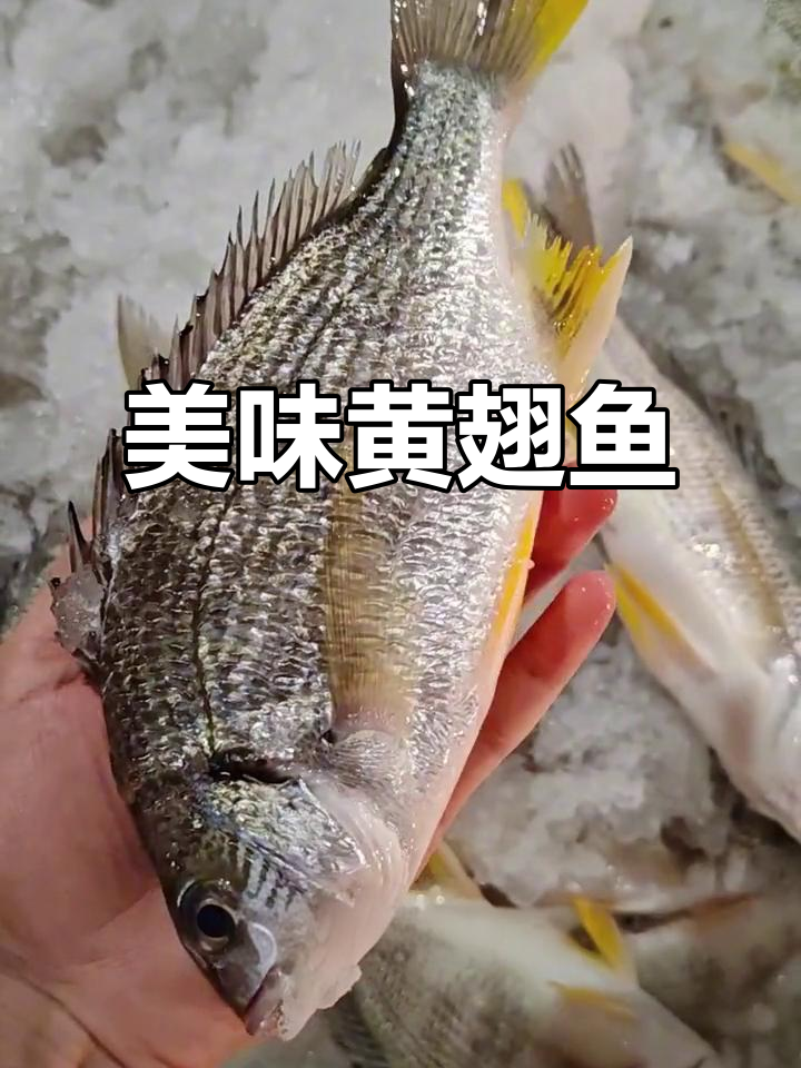 黄胶立黄翅鱼,肉质鲜嫩无刺,红烧清蒸皆宜