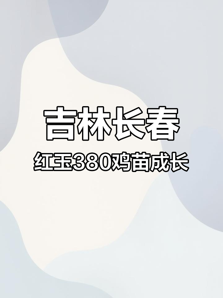 红玉380公鸡苗生长周期揭秘,快速长成九斤大红公鸡