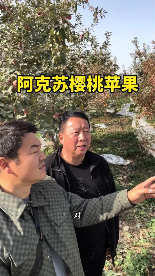 不到阿克苏,不知道什么叫樱桃苹果,原来老品种的红富士都快被淘汰了。现在的樱桃苹果经过有机肥
