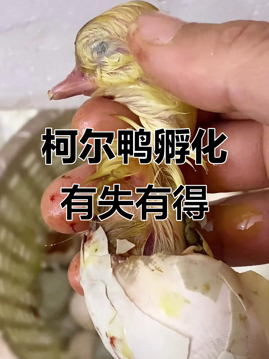 柯尔鸭孵化中的遗憾与惊喜,小鸡和孔雀蓝山鸡的成长故事