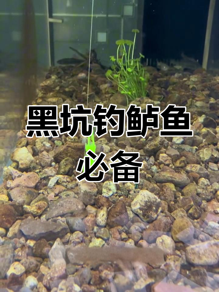 明天钓鱼人周末,试试这款幽灵虾黑坑神饵