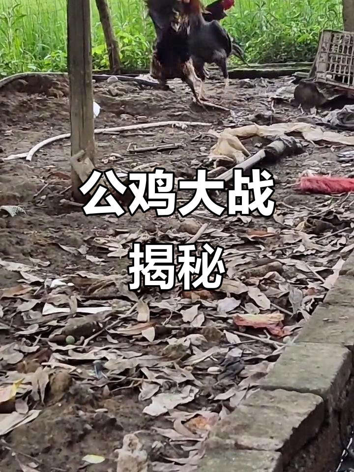 农村散养土鸡的斗鸡文化,公鸡中的战斗机!