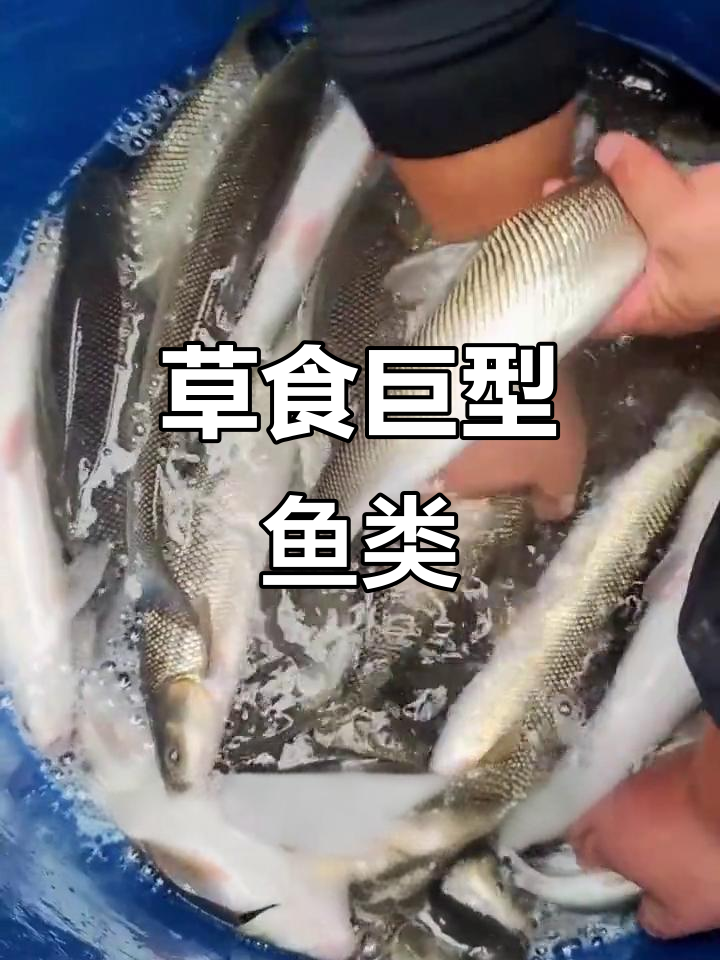 淡水银鳕鱼，草食习性，最大可达20斤