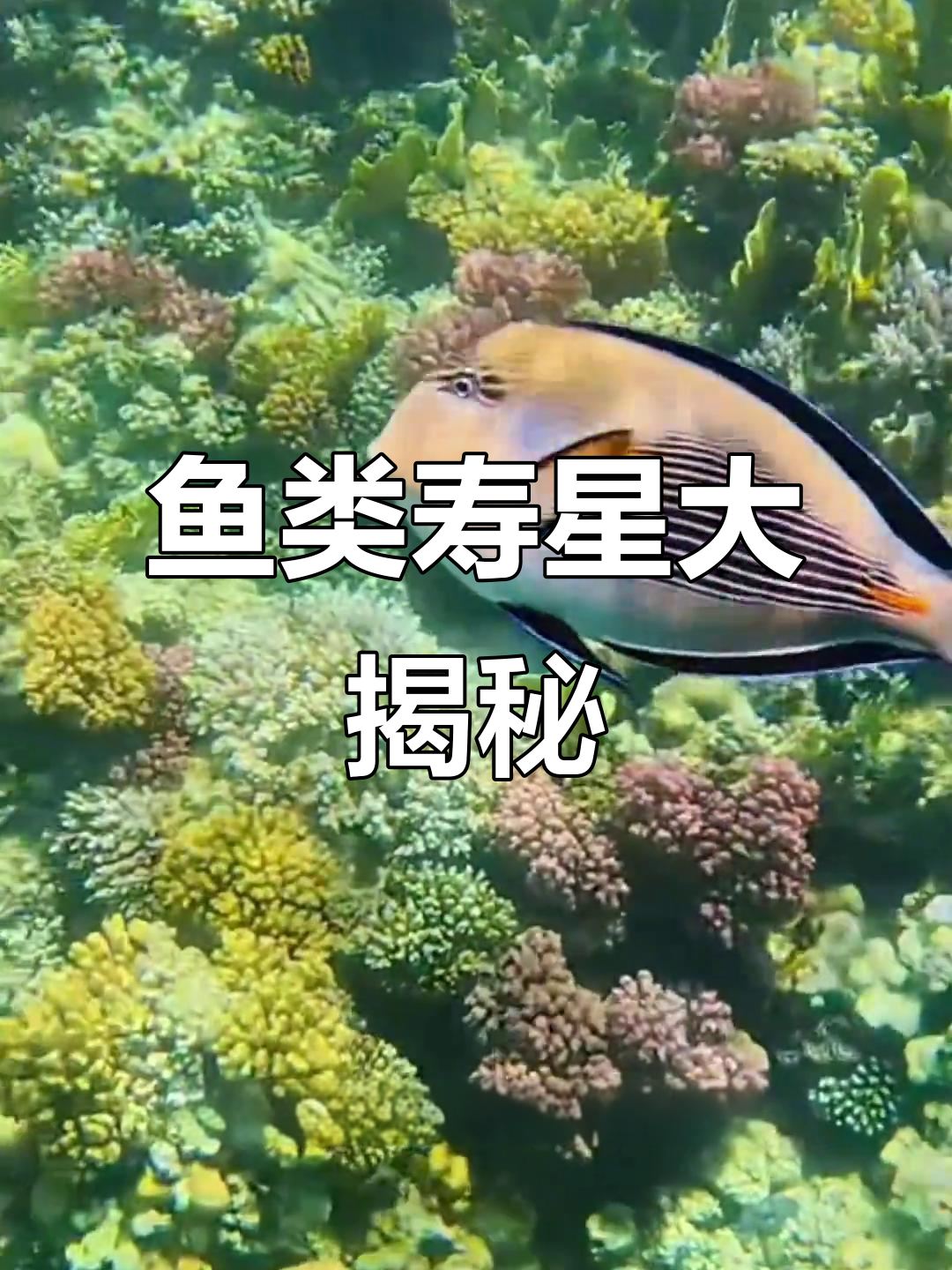 海缸鱼寿命揭秘,哪些能陪你长久?
