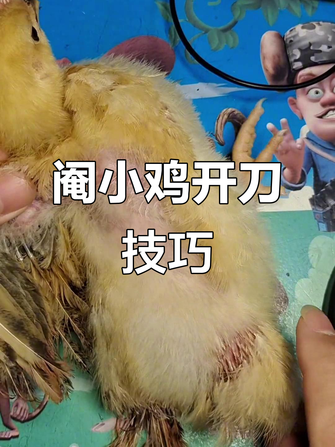 阉鸡开刀位置揭秘，如何精准操作？