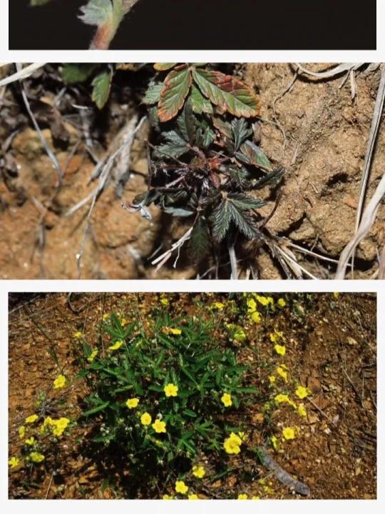 魅力中草药每日一药之翻白草,全景展示药材从田间到药房的生命历程!药为医之魂,药材好、药才好