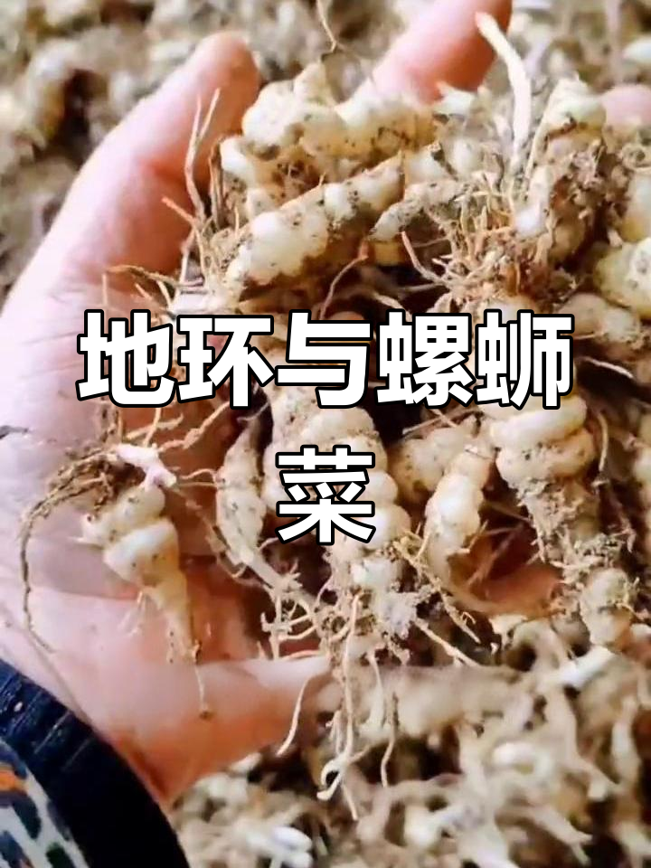 春天野菜新吃法,地环、螺蛳菜的独特美味