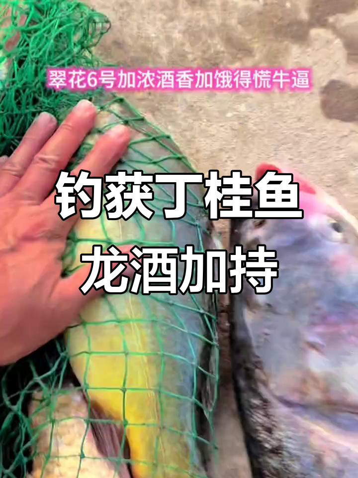 钓鱼人疯狂捕捞丁桂鱼,黄油记加浓酒香让人惊艳