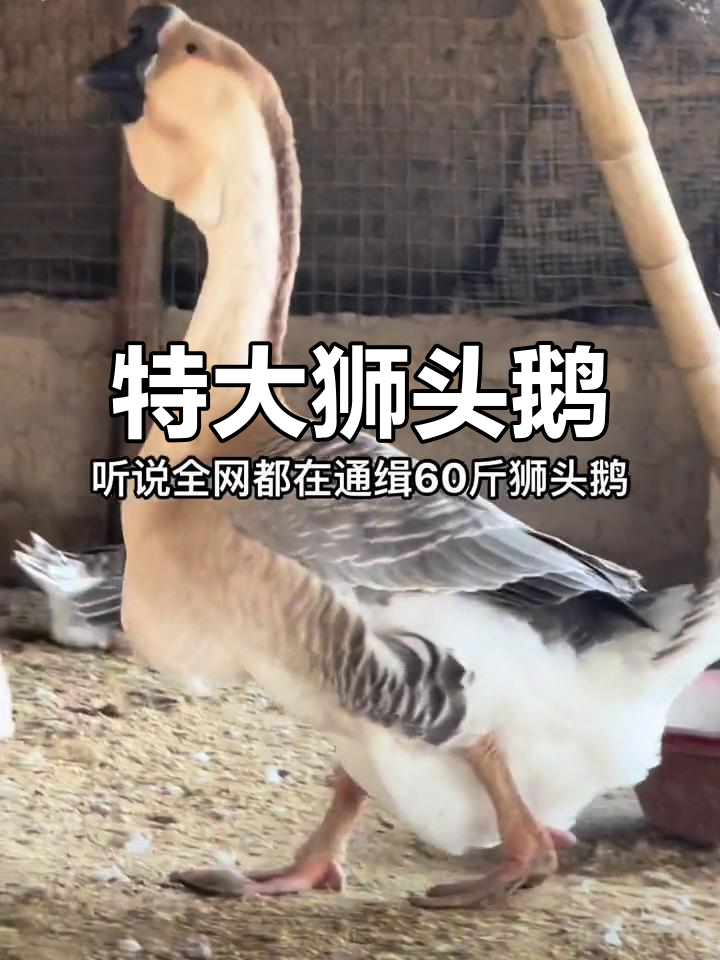 60斤狮头鹅,你信吗?反正我不信!