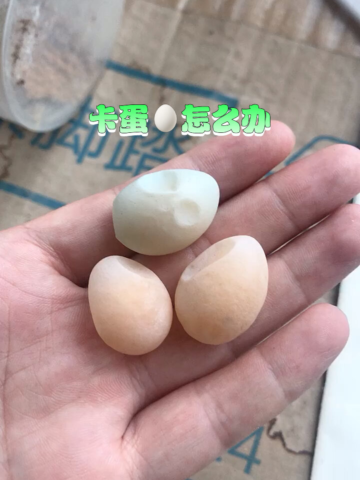 芦丁鸡卡蛋怎么办
