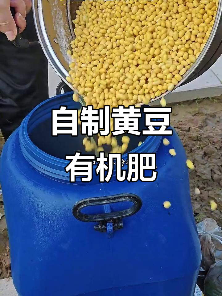 黄豆发酵做肥料,简单步骤教你轻松搞定