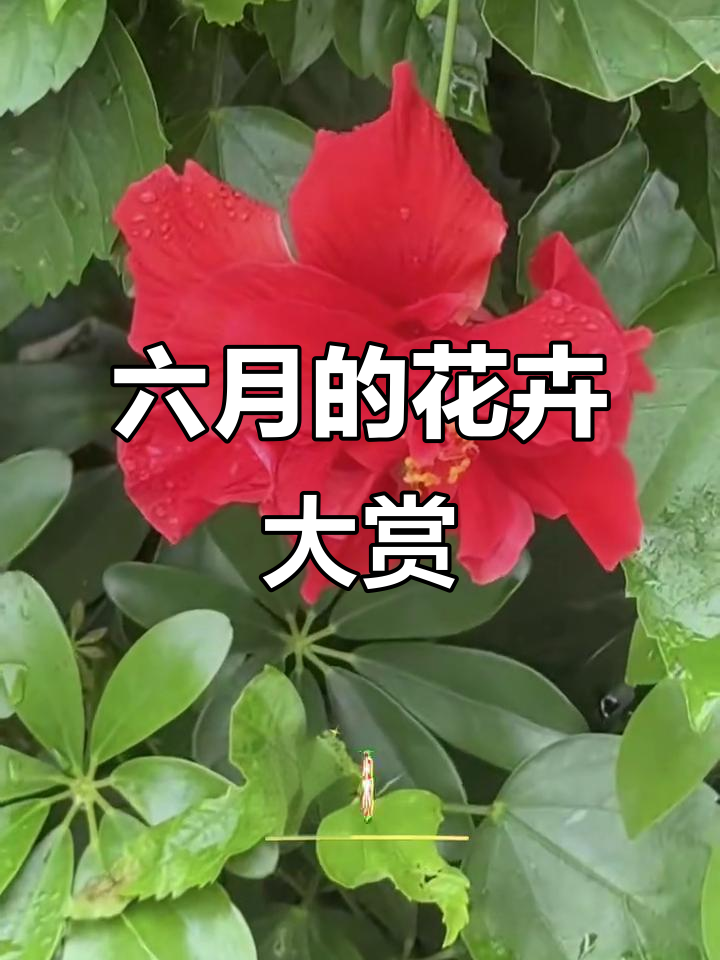 六月绿化带里的那些花儿,看看你都认识吗?