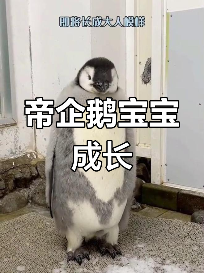 帝企鹅的成长之路:从出生到蜕变