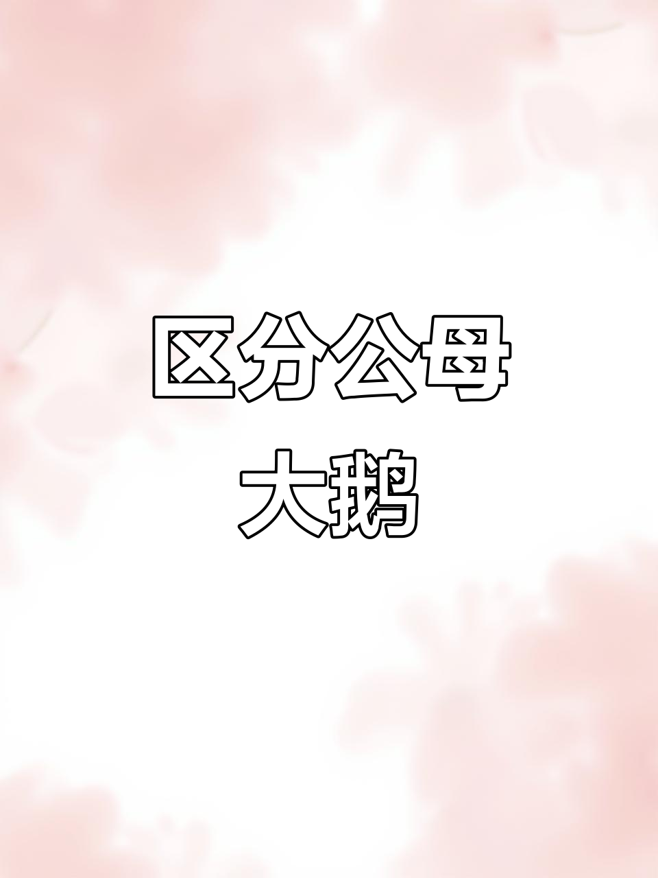 公母大鹅如何分辨?教你一招轻松辨别