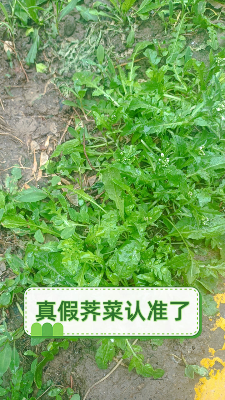 真假荠菜认准了