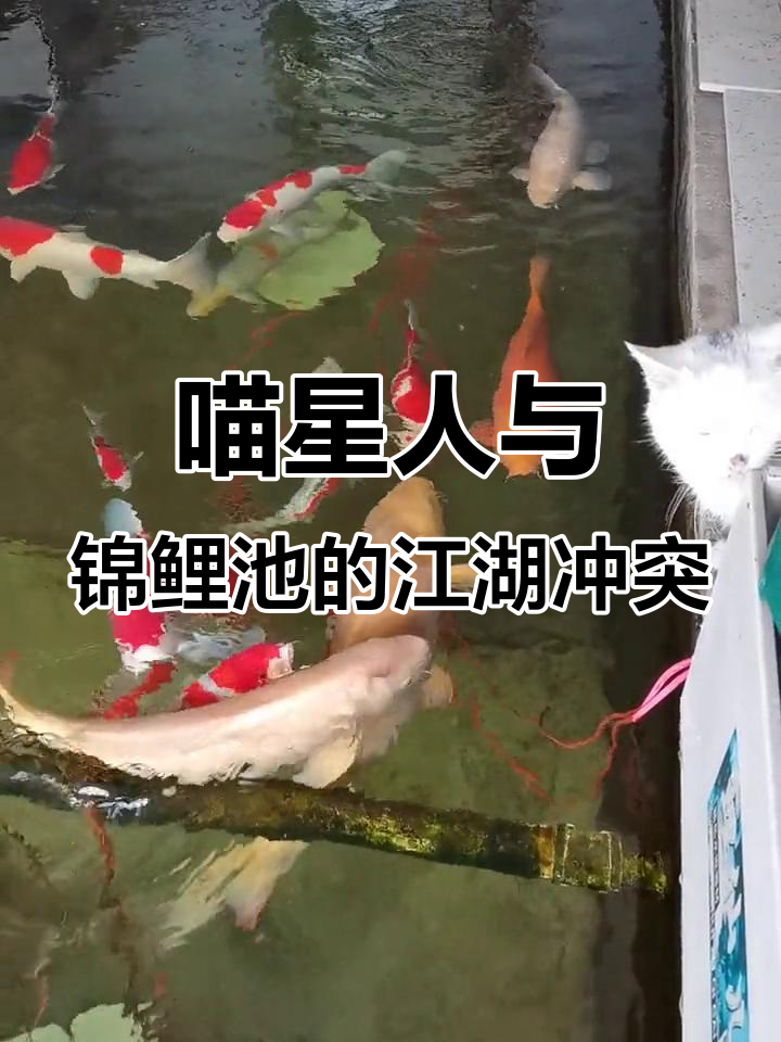 猫和鱼的故事:梁山好汉与沼泽恶斗