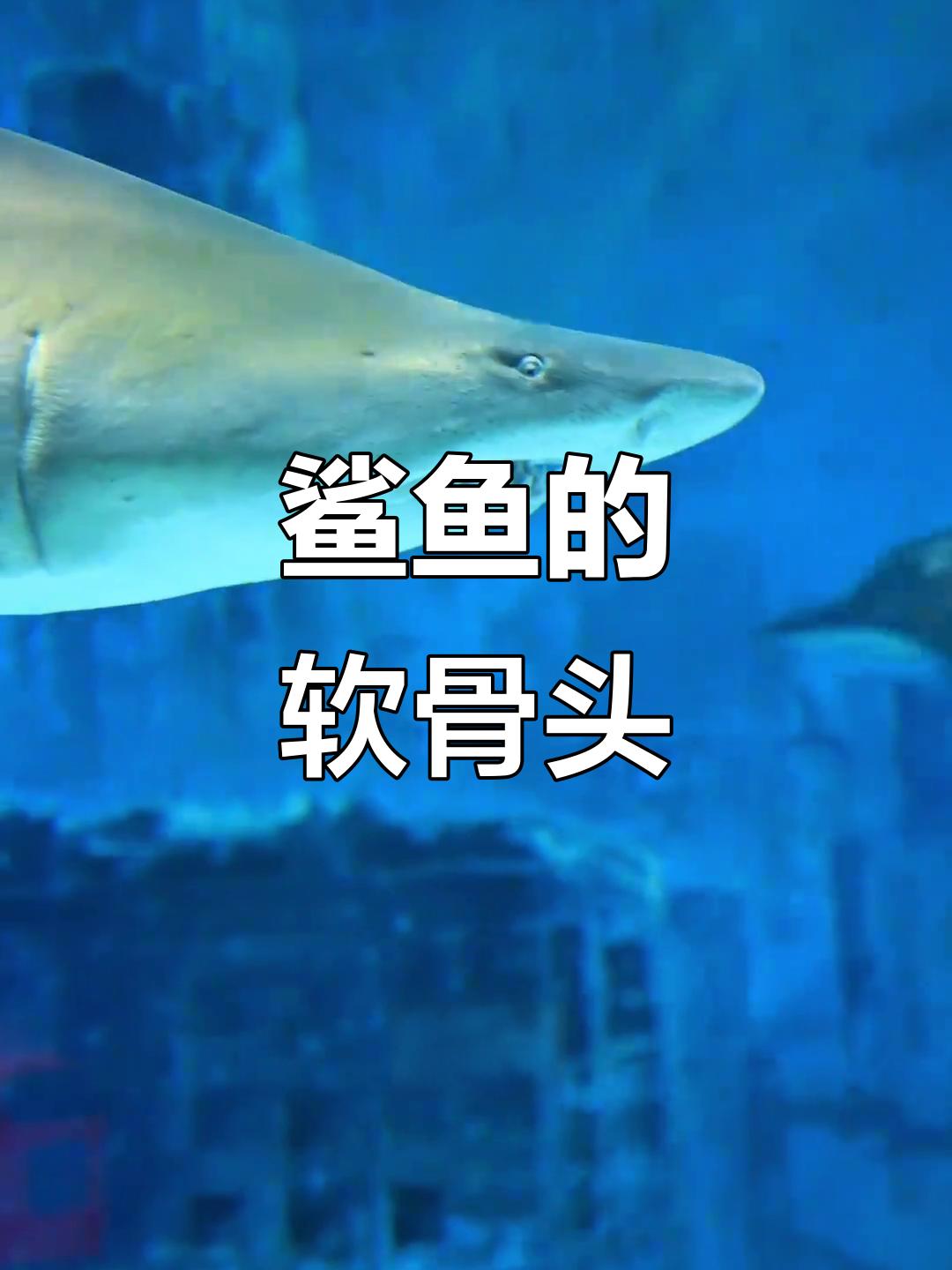 鲨鱼牙齿虽锋利,却是个软骨动物?揭秘海洋生物的秘密
