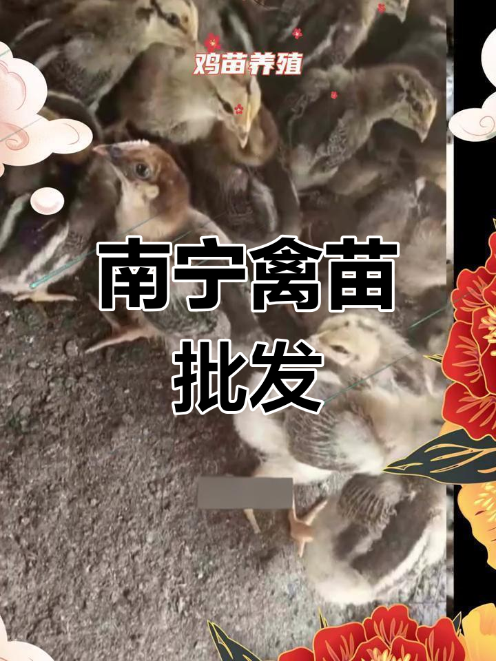 广西南宁优质鸡苗鸭鹅苗批发,品种齐全供全国