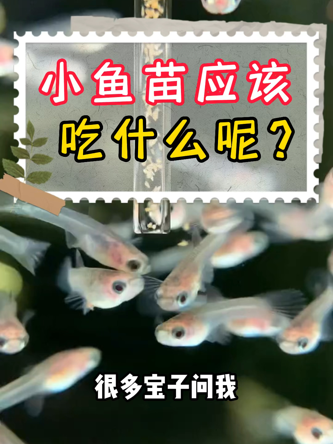 刚出生的鱼苗吃什么好呢?
