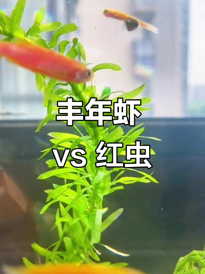 丰年虾与红虫:哪种更适合喂鱼?