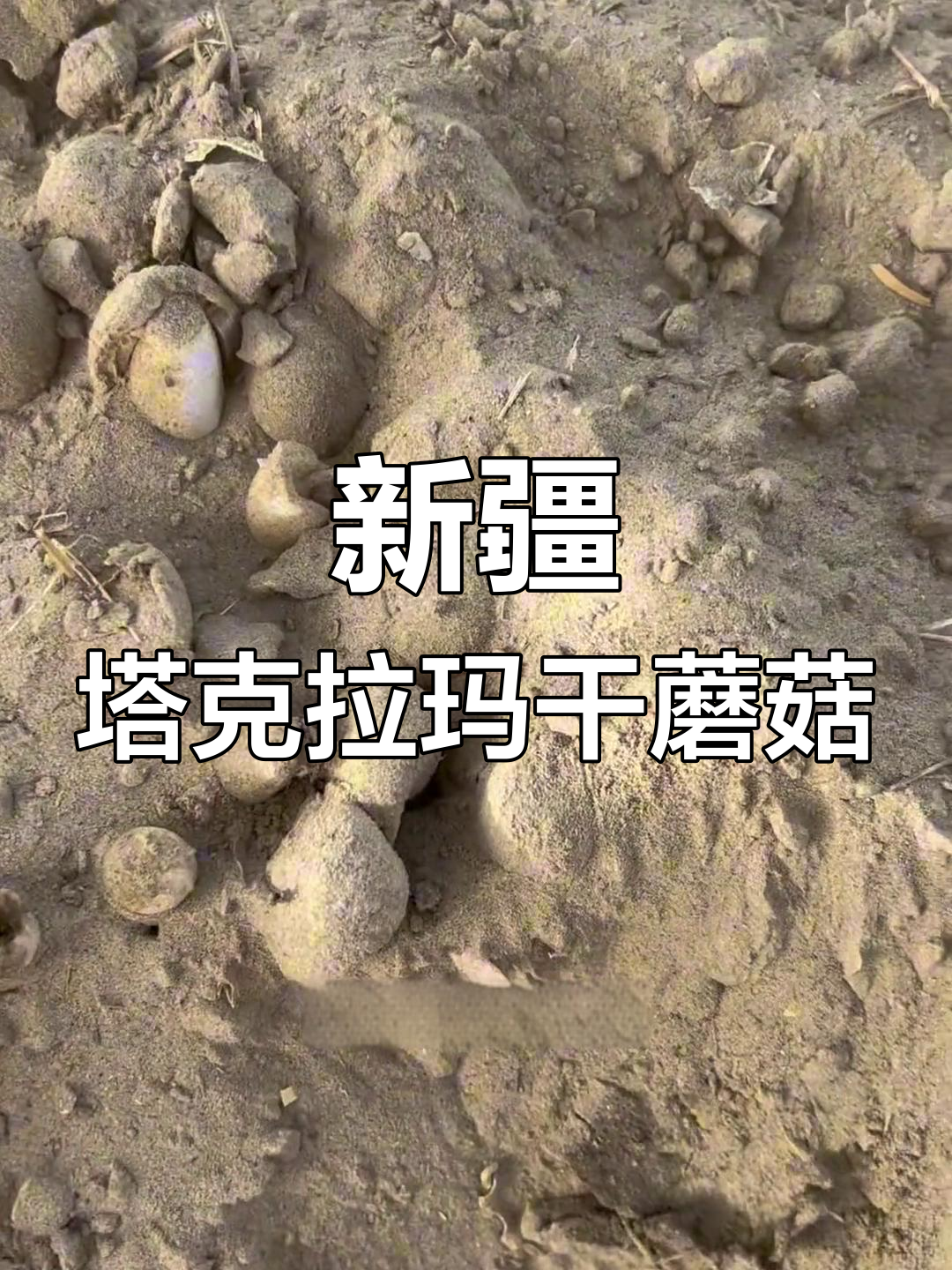 沙漠边上的野生鸡腿菇,嫩小又多!