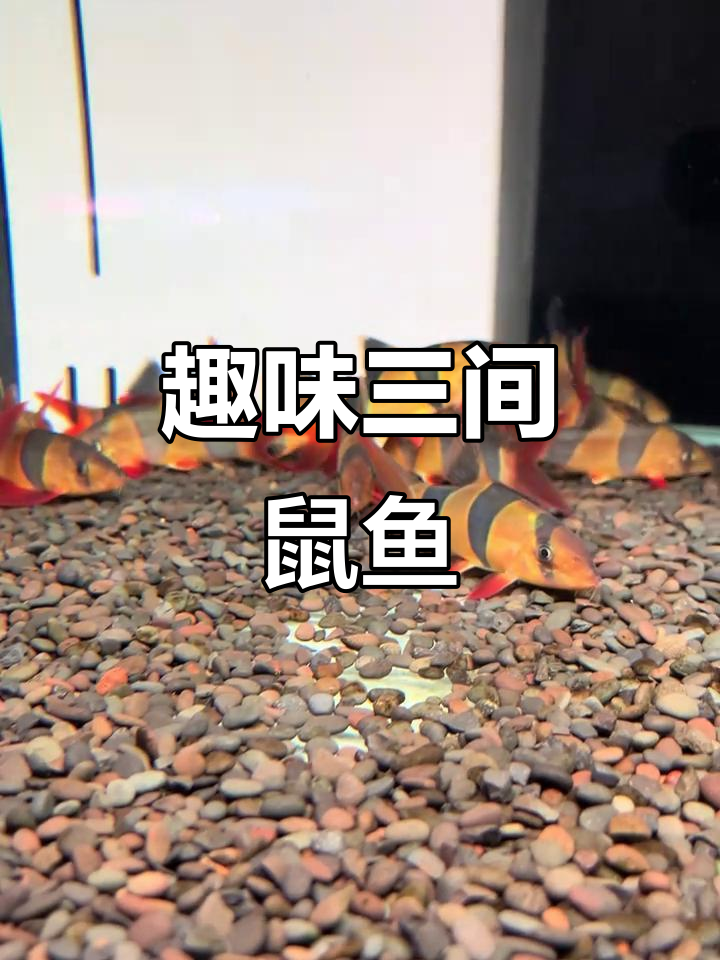 三间鼠鱼:既可爱又实用的工具观赏两不误