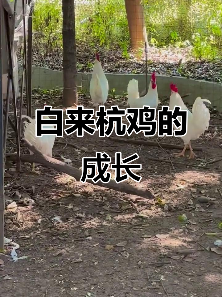 白来杭鸡成长记:从小雏到成年,变化惊人