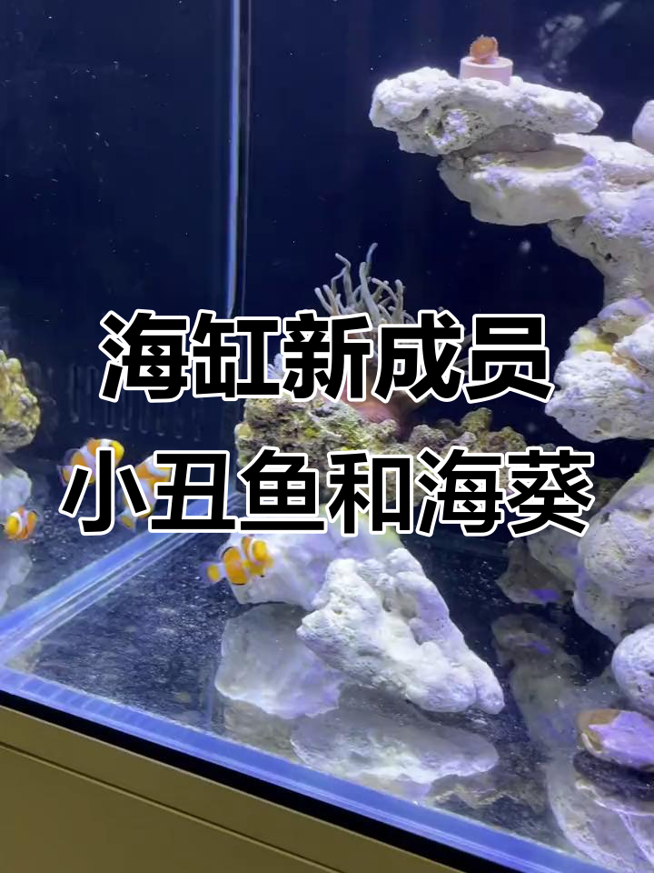小丑鱼与海葵的奇妙邂逅，海底世界大揭秘