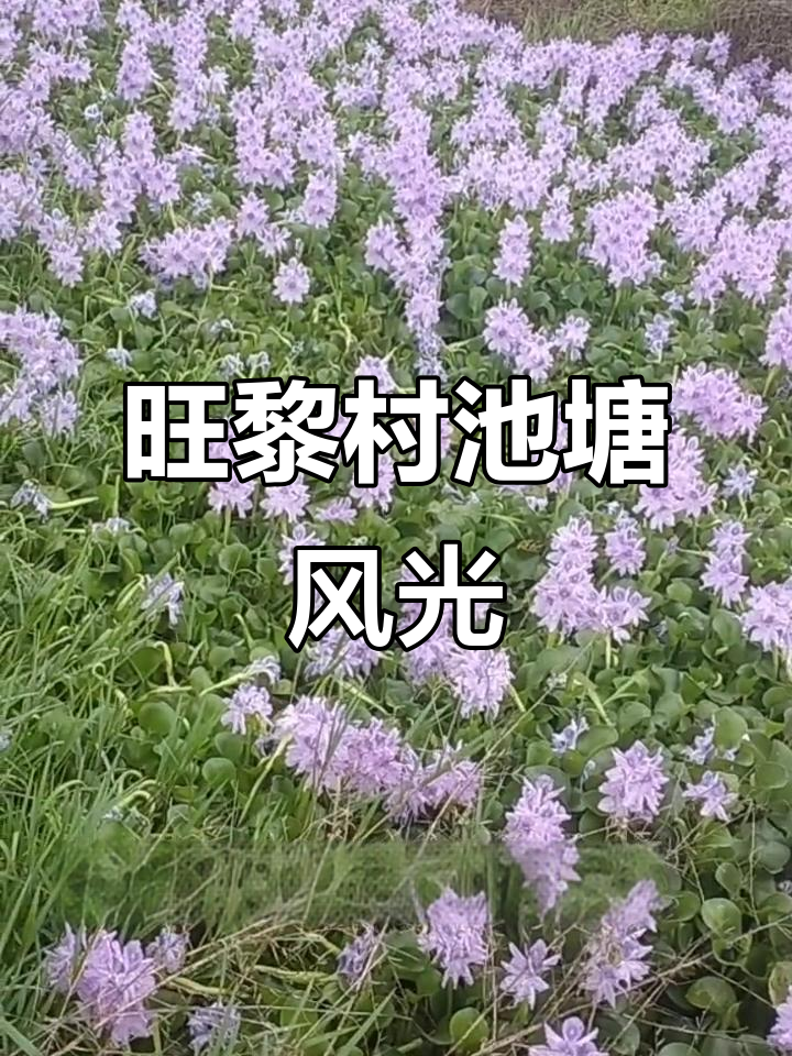 南乡镇旺黎村池塘美景，尽显乡村风情