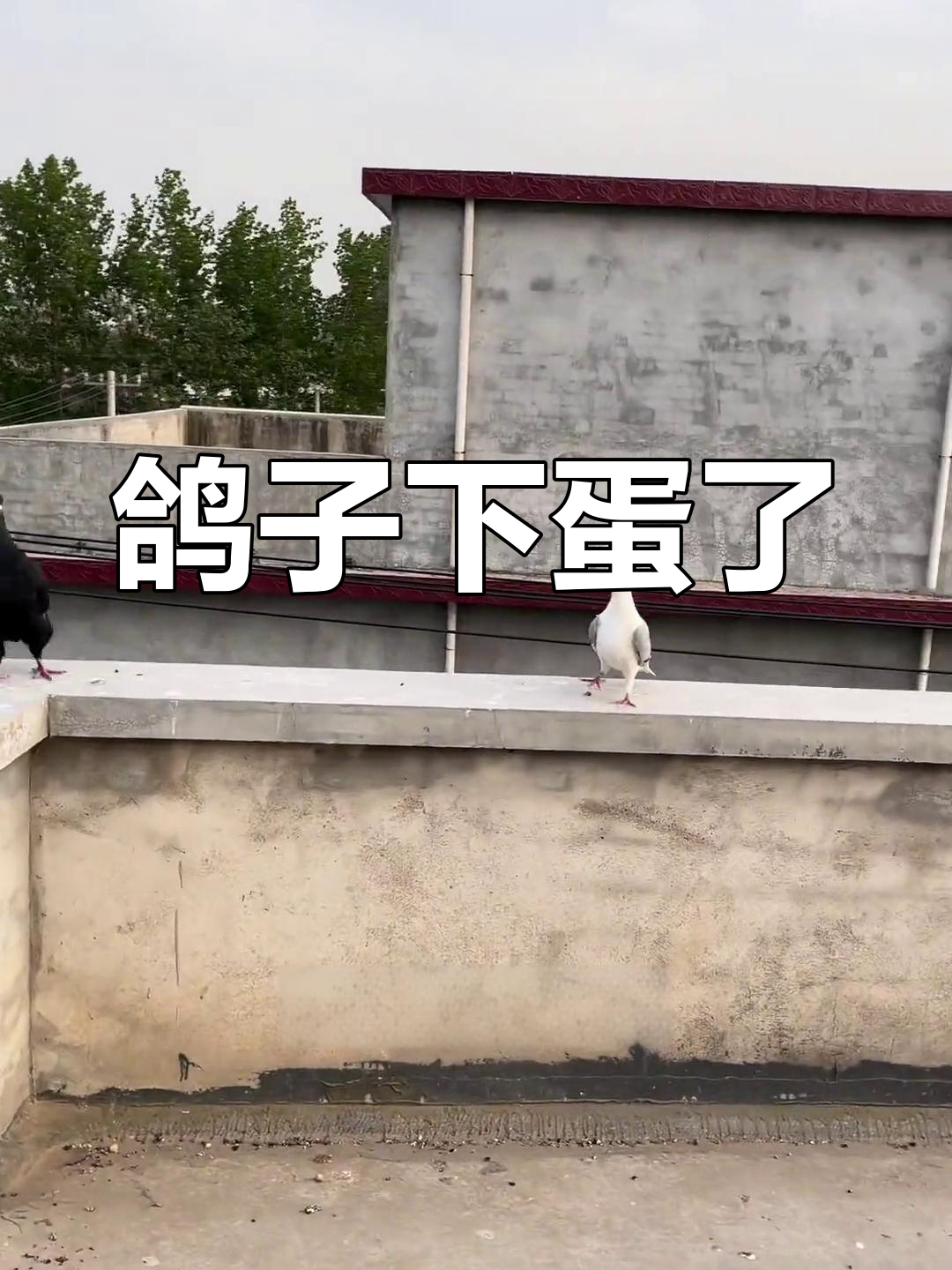 鸽子生蛋孵化全过程