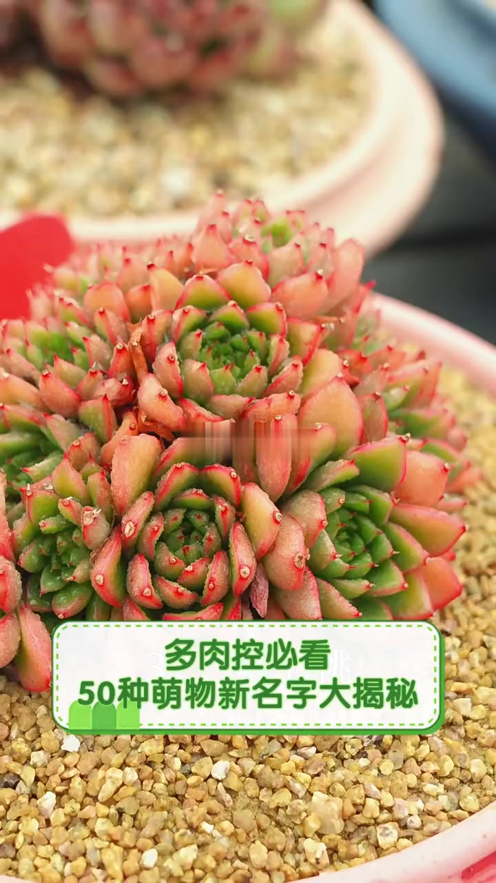 多肉控必看,50种萌物新名字大揭秘