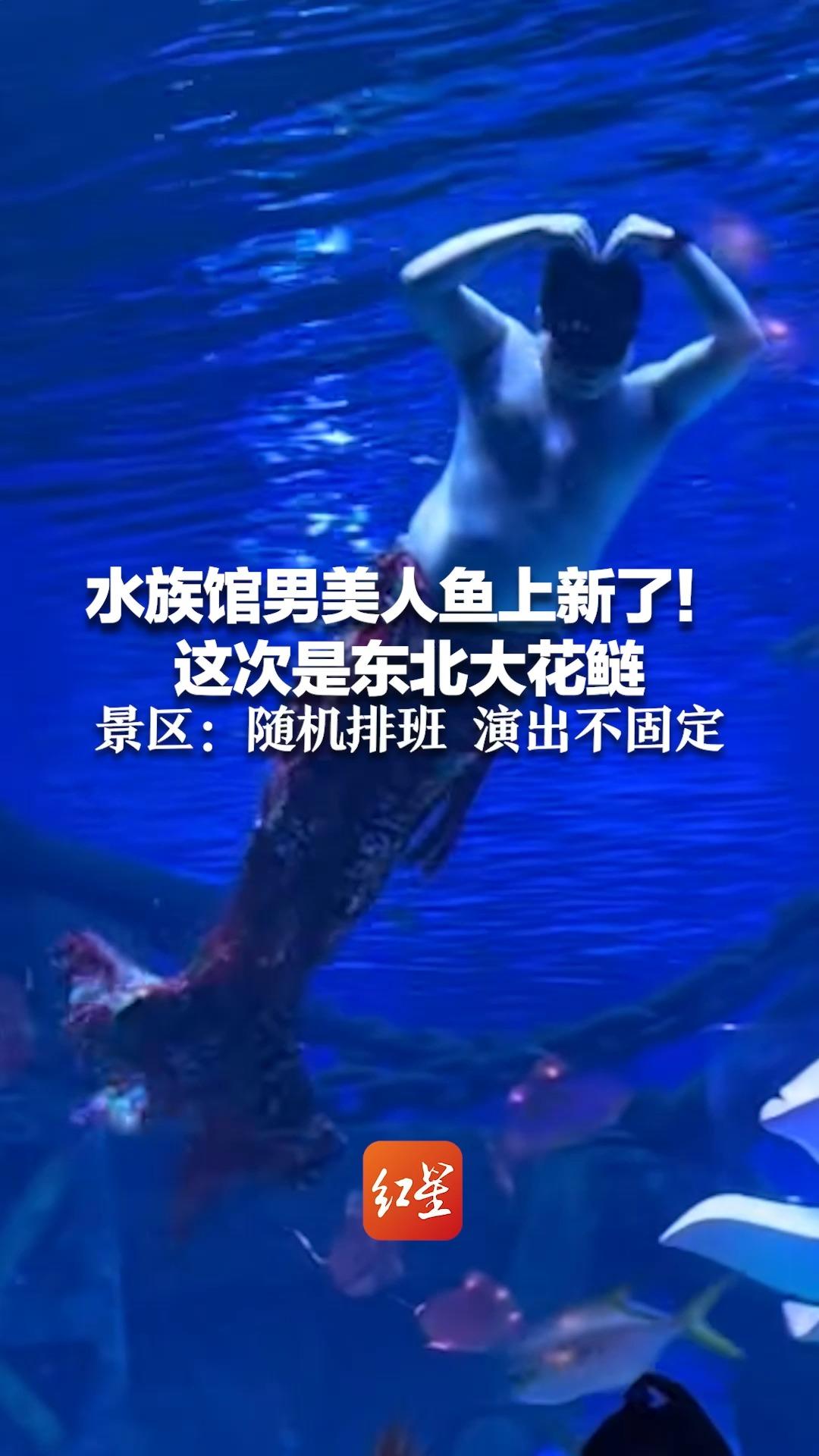 水族馆男美人鱼上新了!这次是东北大花鲢 景区:随机排班 演出不固定