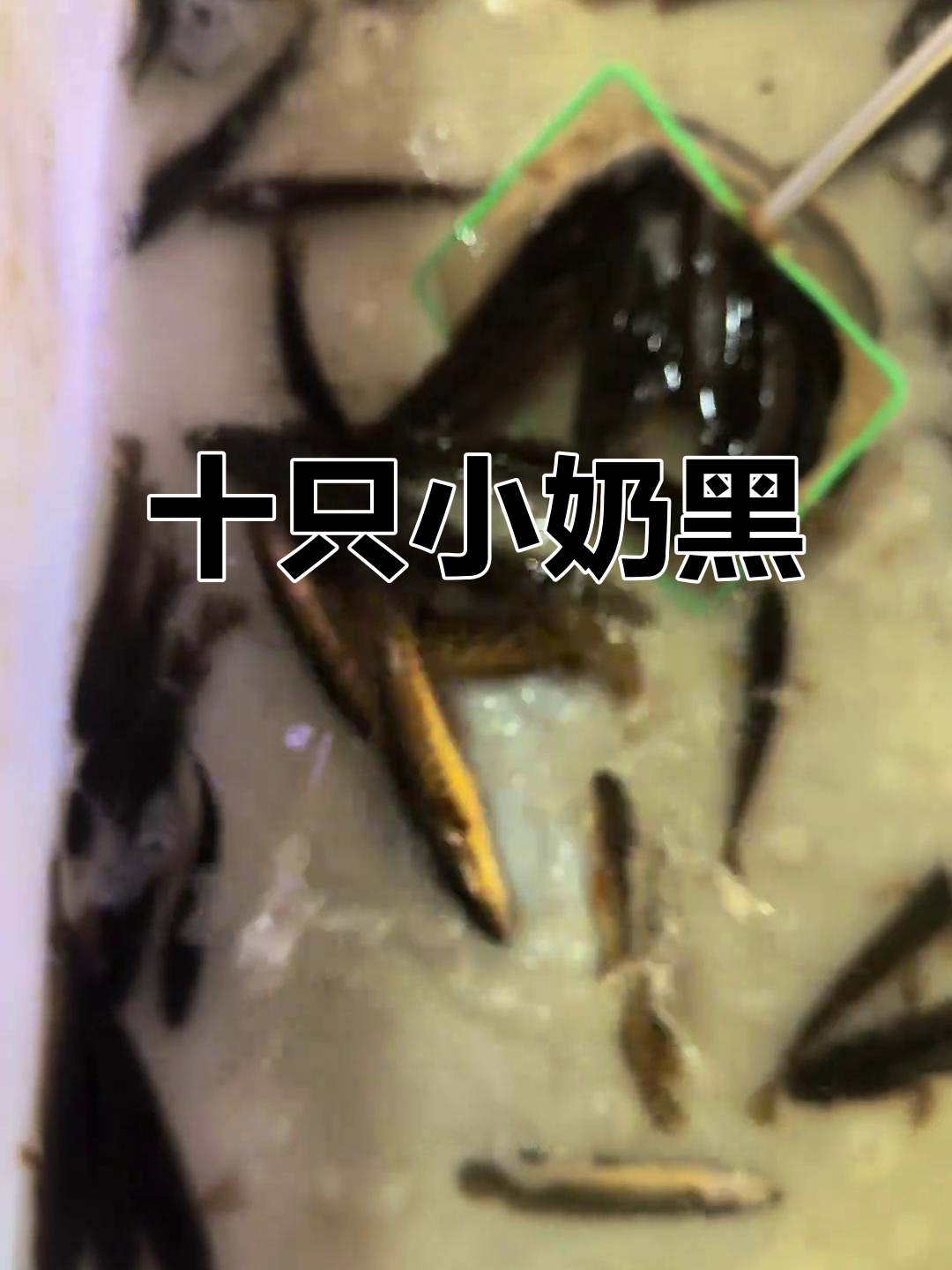 小黑鱼苗成长记,雷龙小黑鱼来啦