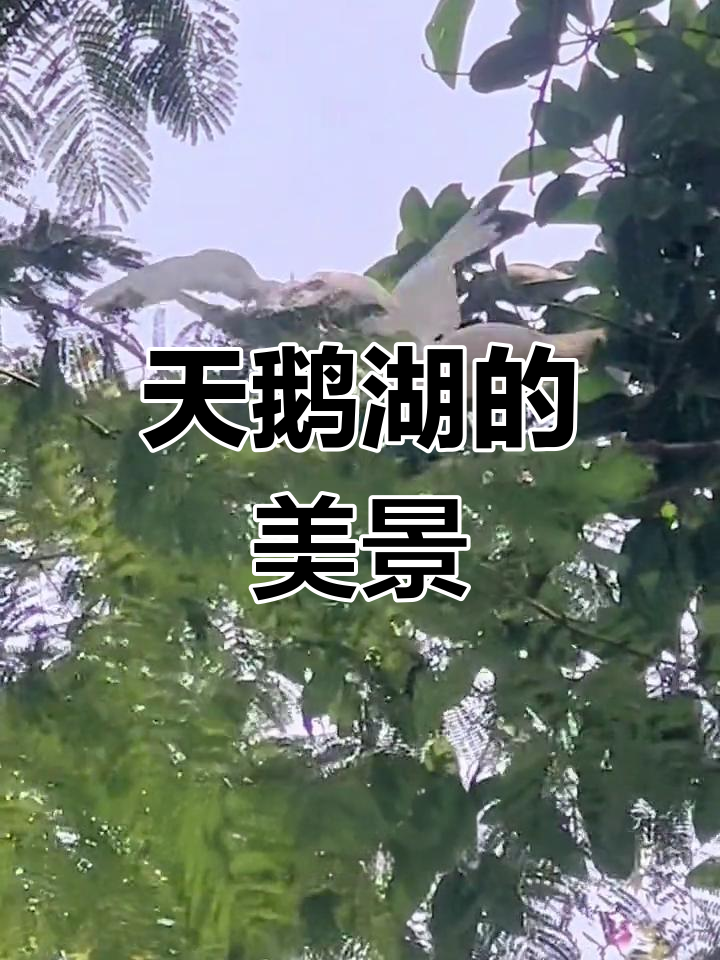 广州海信公园,天鹅湖畔的可爱瞬间,美得让人陶醉